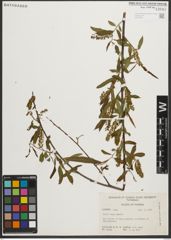 Foto von Salix nigra Marshall